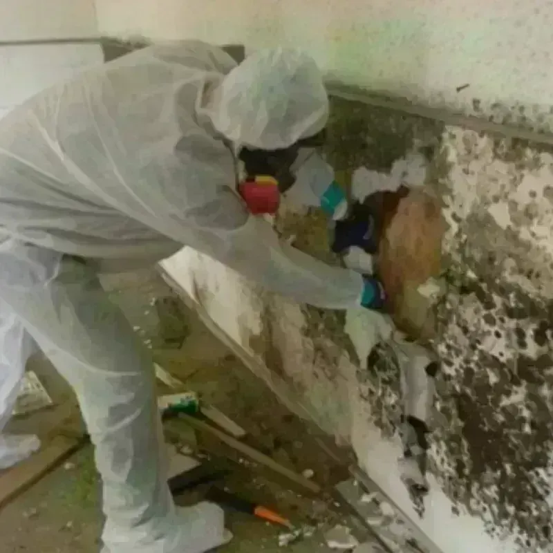 Mold Remediation and Removal in Coopersburg, PA